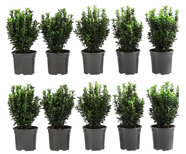 2 Meter Säulen-Spindelstrauch 'Green Rocket',