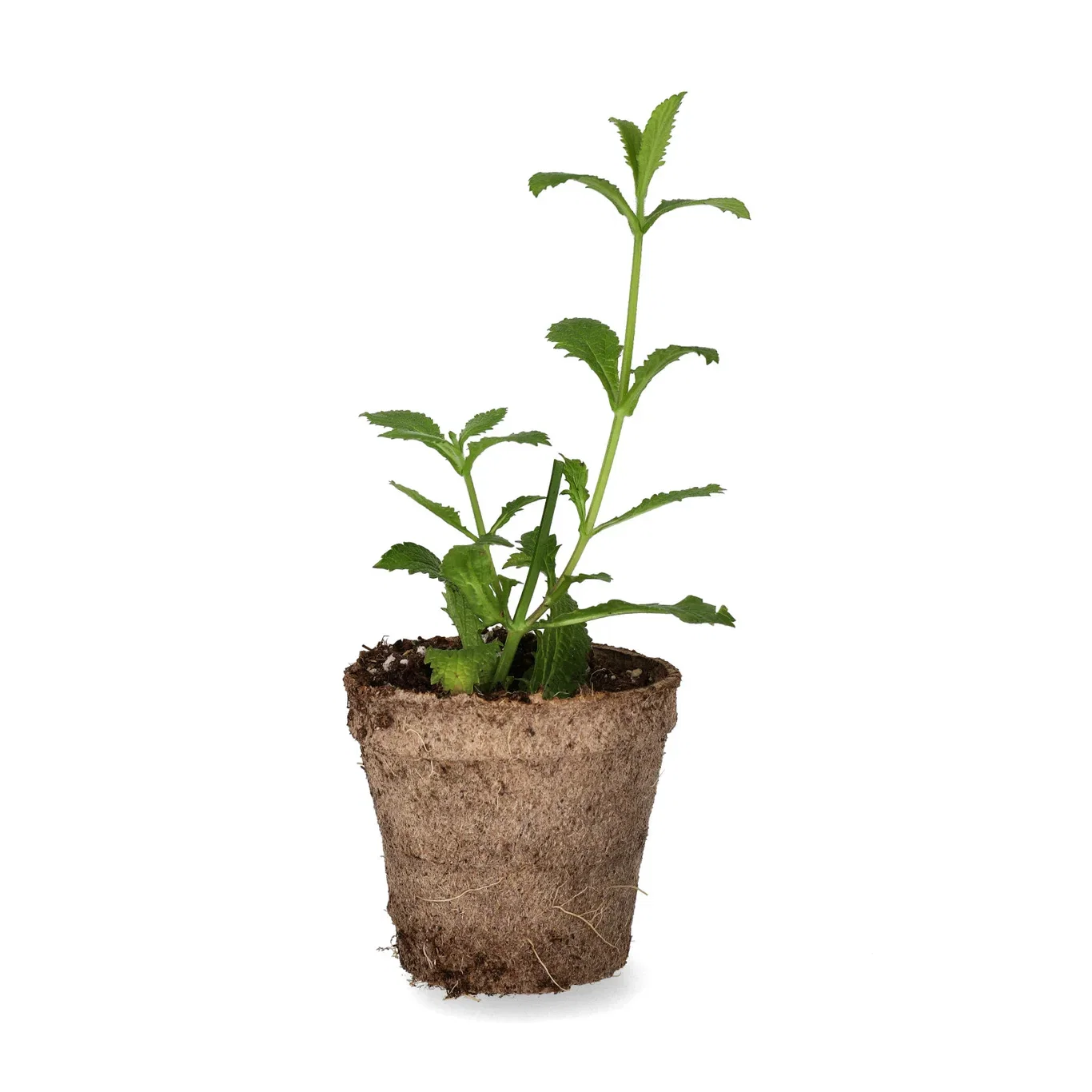 Verbena bonariensis 6 cm Kjempeverbena stikling Ø6 cm
