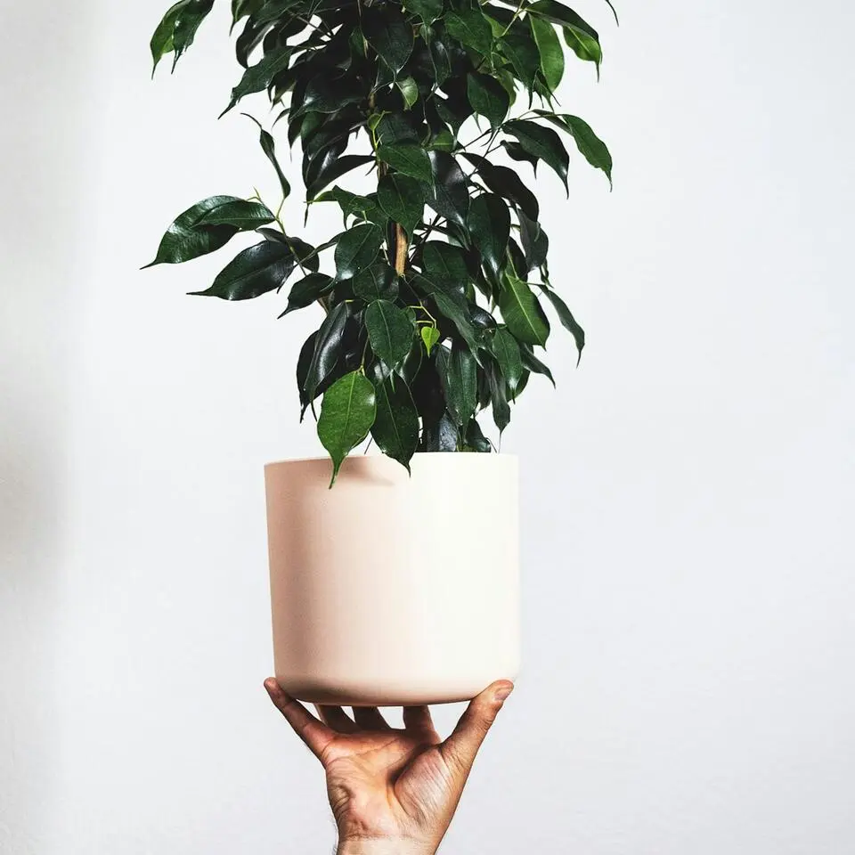Treurvijg - Ficus benjamina 'Danielle' - Hoogte 100-110cm - ⌀21cm