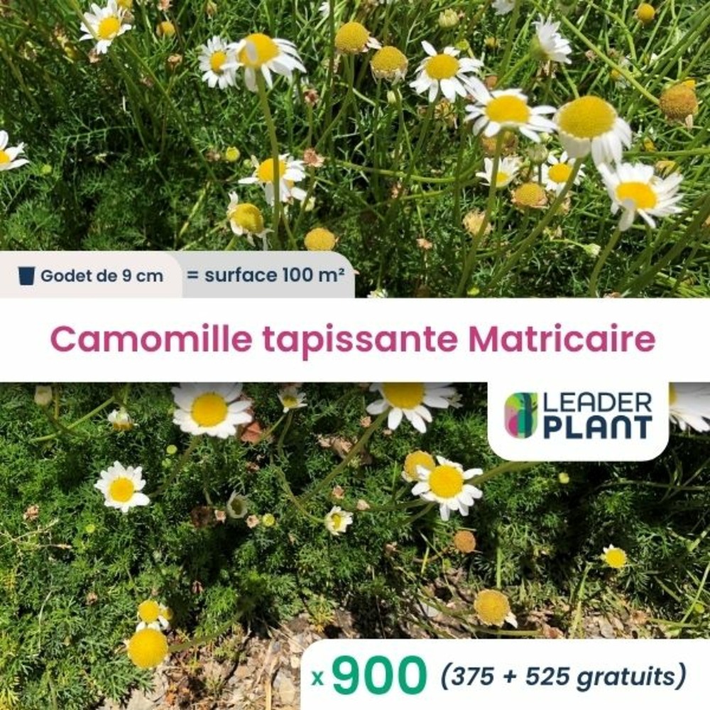 900 x camomille tapissante en godet