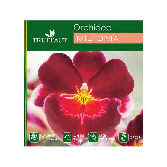 Orchidée Miltonia 2 tiges - pot D.12 cm