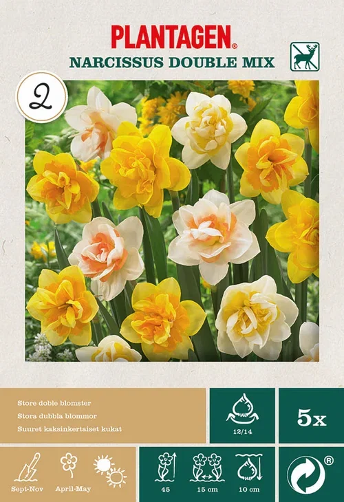 Narcissus Påskelilje dobbel miks