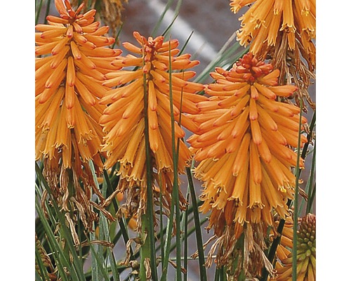 Vaste planten in diverse soorten FloraSelf H 35-45 cm Co 5 L