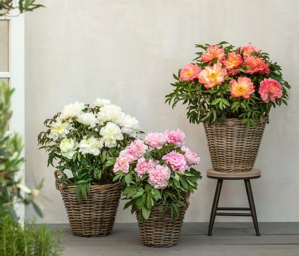 Edel-Pfingstrose 'Bartzella'