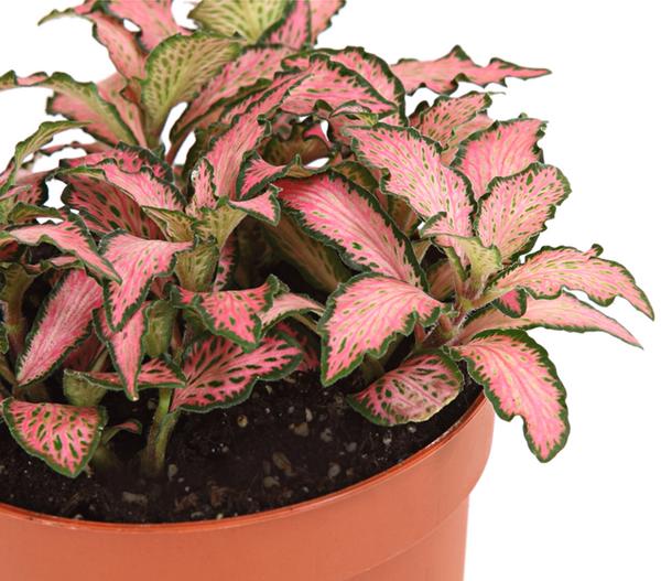 Mosaikpflanze - Fittonia verschaffeltii,