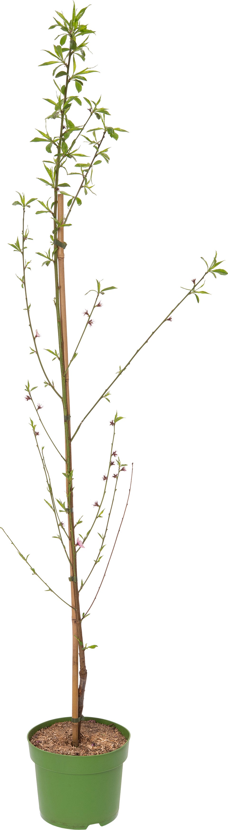 Biologische platte Perzik (Prunus persica 'Sandwich') geel D 26 H 150 cm