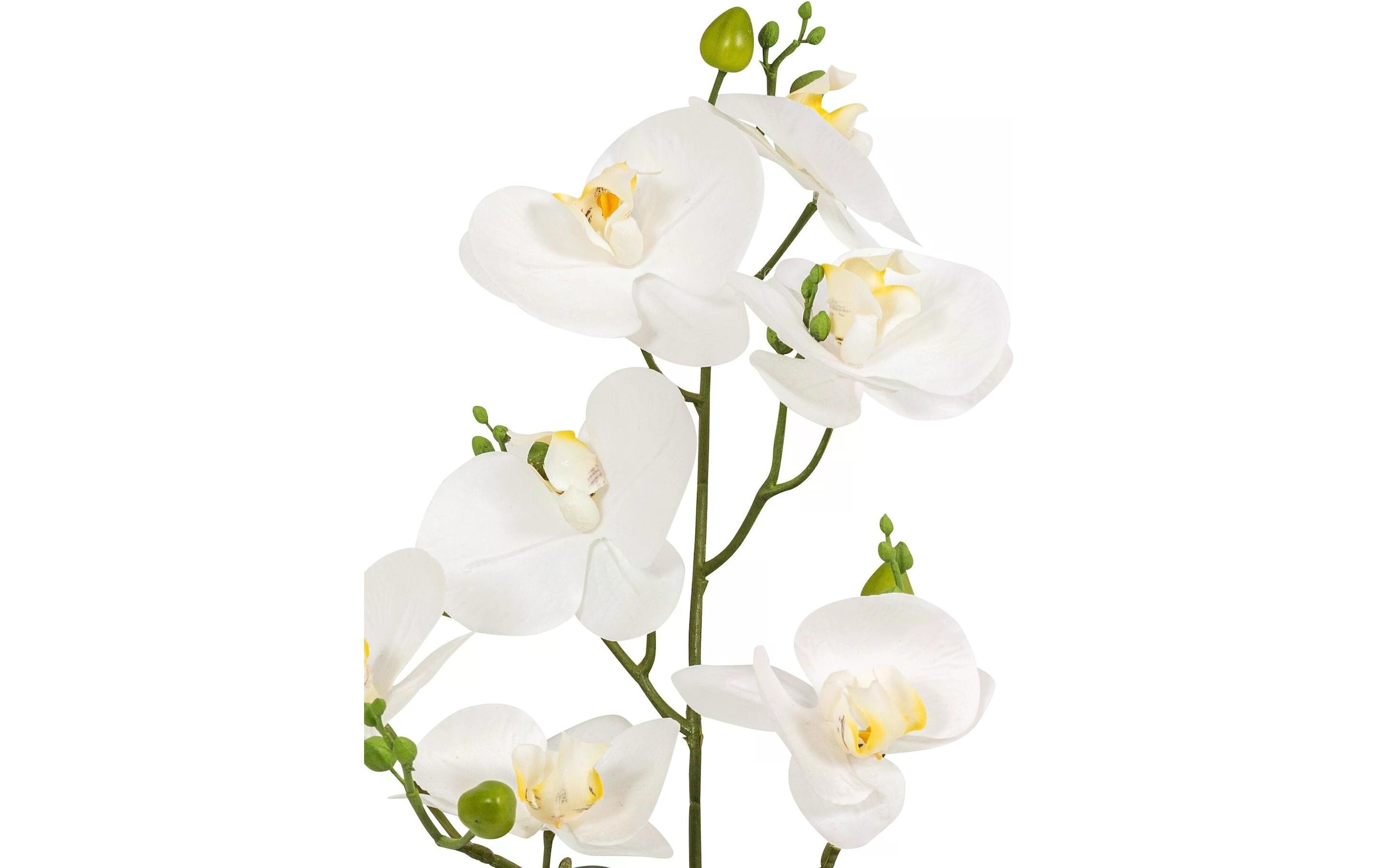Botanic-Haus Kunstblume »Phaleanopsis im Topf 67 cm«