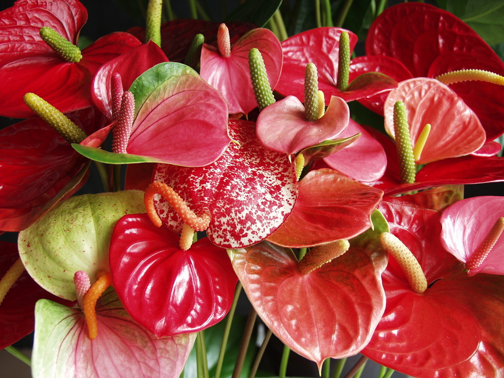 Anthurium 'aristo' red– flamingo plant - plante d'intérieur - entretien facile - ⌀12 cm - ↕30-40 cm
