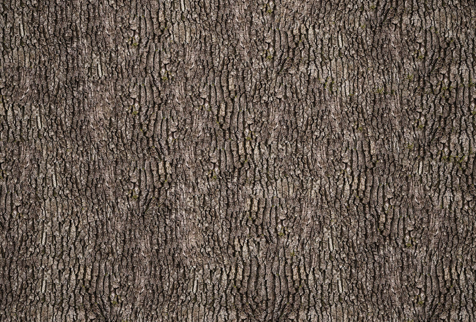 Fototapete DESIGNWALLS 2.0 - braun-grau - Holz - 2,6 Meter