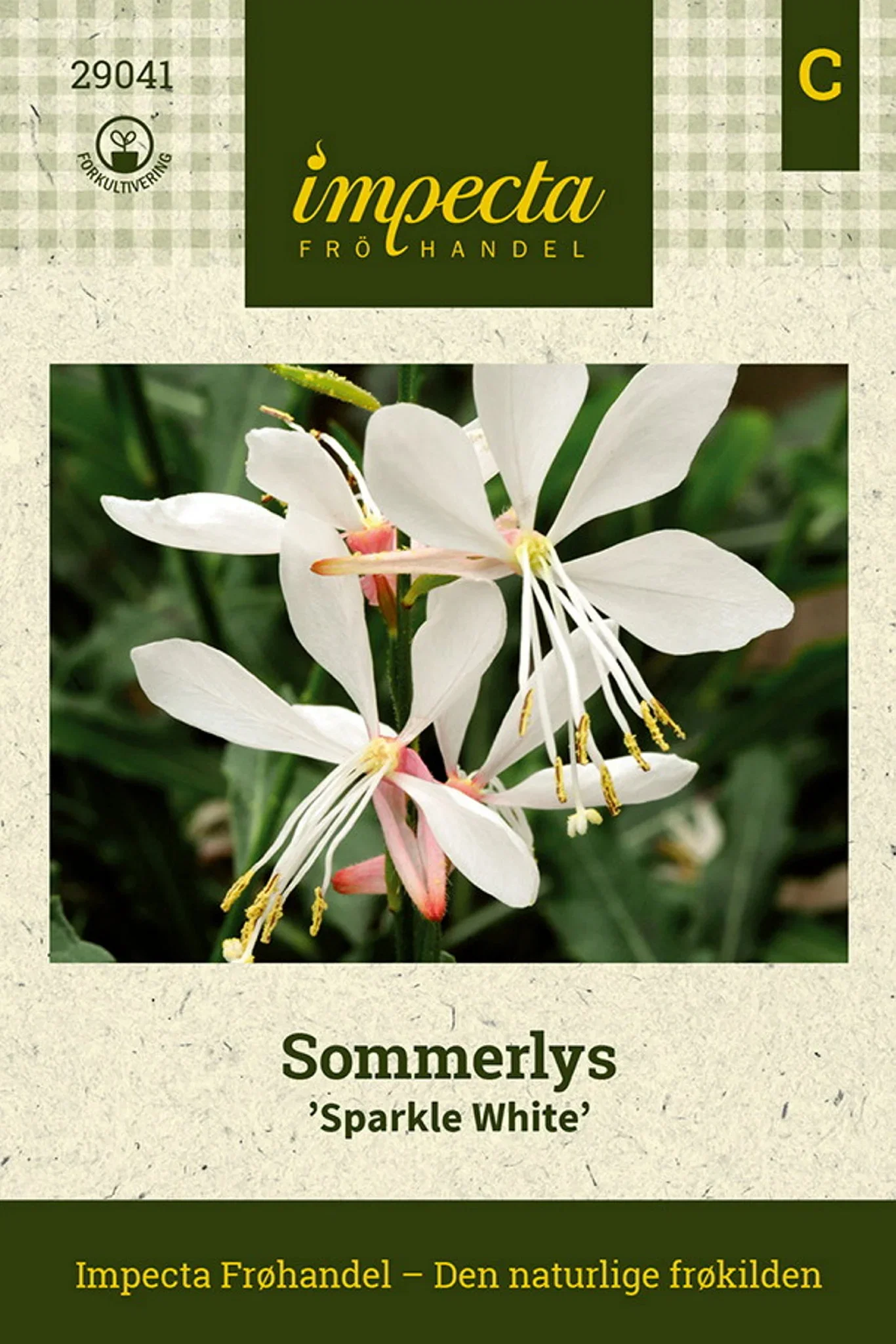 Gaura lindheimeri 'Sparkle White' Sommerlys 'Sparkle White'