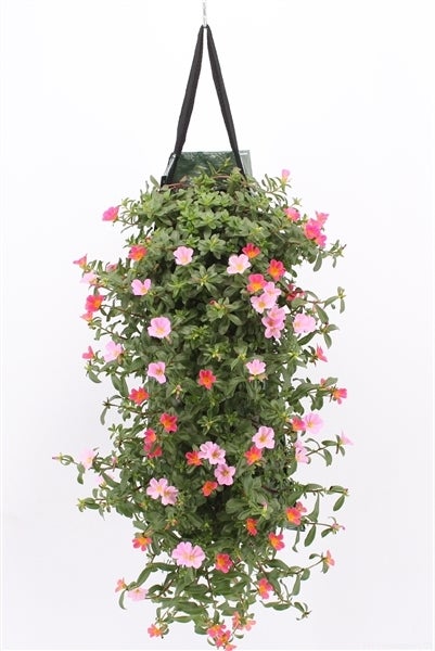 Wandhanger met Portulak (Portulaca) roze H 50 cm