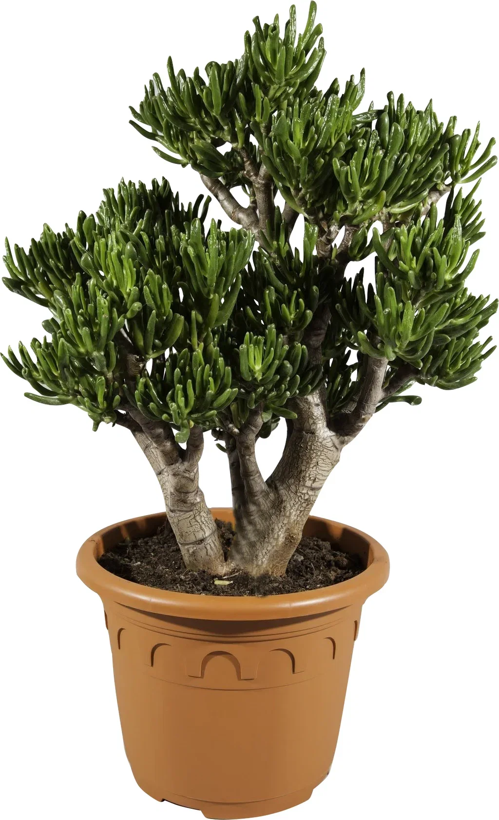 Crassula ovata 'Horn Tree' Crassula 'Horn Tree' Høyde 65 cm