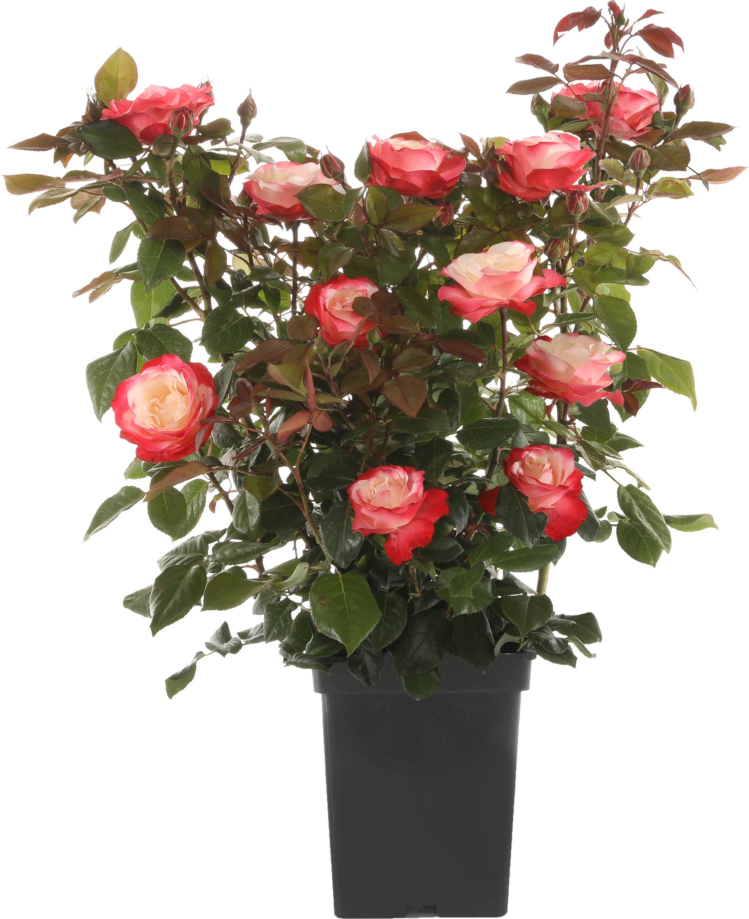 Struikroos (Rosa 'Nostalgie') D 19 H 10 cm