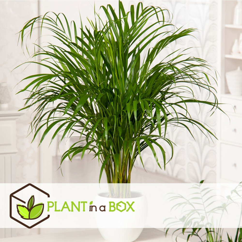 Mélange de mini palmiers - set de 3 - pot 12cm - hauteur 30-40cm