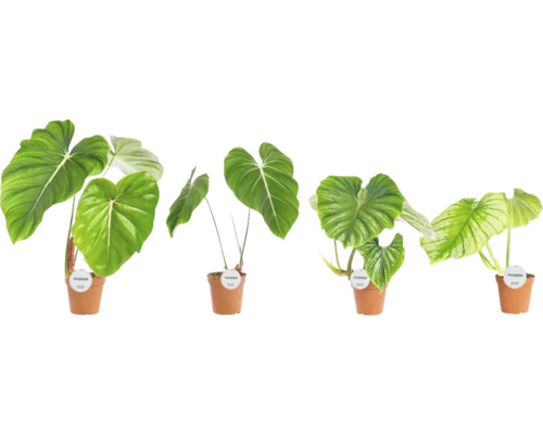 Philodendron Mix FloraSelf, ca. 50 cm hoog, potdiameter 15 cm, diverse soorten (willekeurige selectie)