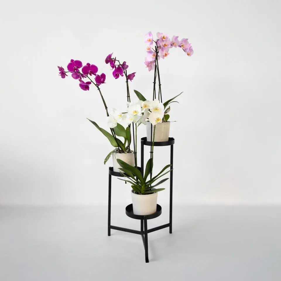 Vlinderorchidee - Mix van 3 - Phalaenopsis - Hoogte 50-60cm - ⌀12cm