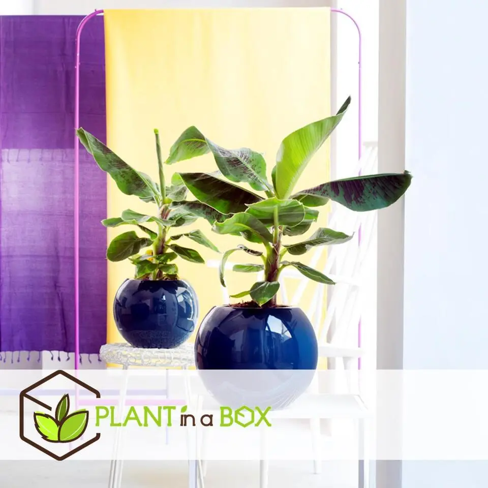 Bananenplant - Set van 2 - Musa 'Oriental Dwarf' - Hoogte 25-40cm - ⌀12cm