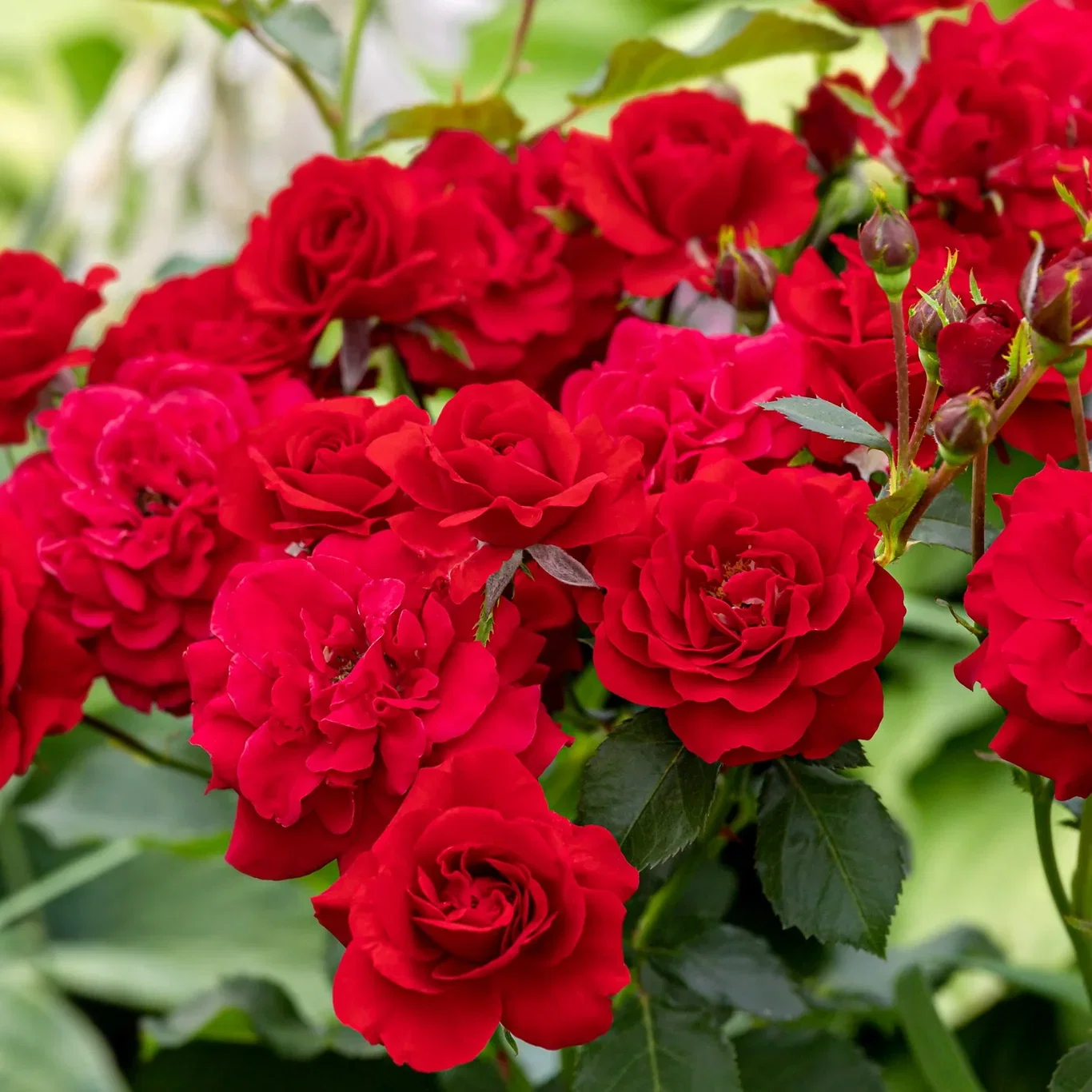 Rosa 'Minha' 3L Klaserose 'Minha' Ø19 cm