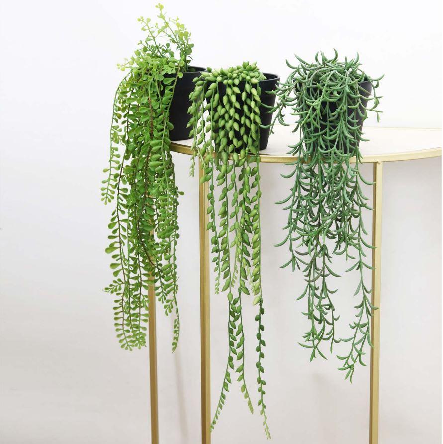 SUCCULENTE RETOMBANTE POT PLASTIQUE NOIR H40 60CM