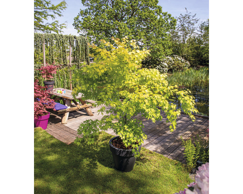 Japanse esdoorn oranje Acer palmatum 'Orange Dream' H 50-60 cm Co 3 L