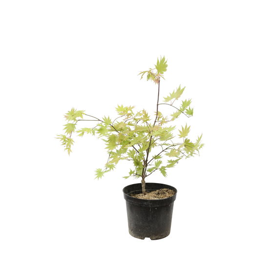 Acer shirasawanum Autumn Moon : C5L h30/40cm