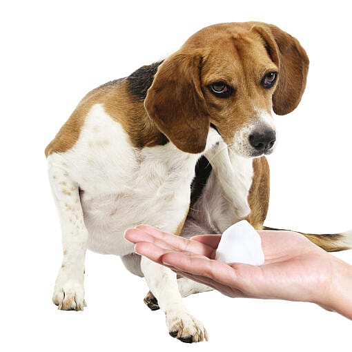 Maxani AtopOat Mousse Hond Kat Konijn 150 ml | 12745