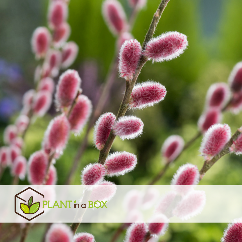 Salix mount aso 'red cat' - gracilistyla - arbre - lot de 2 - ⌀12 cm - h50-60 cm