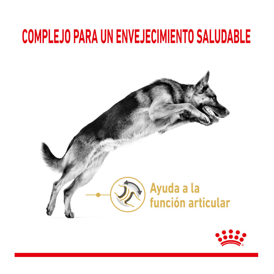 Ração Royal Canin Adult 5+ para Pastor Alemão