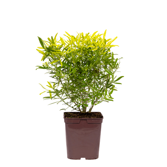 Choisya x ' Aztec Gold ': C 5L
