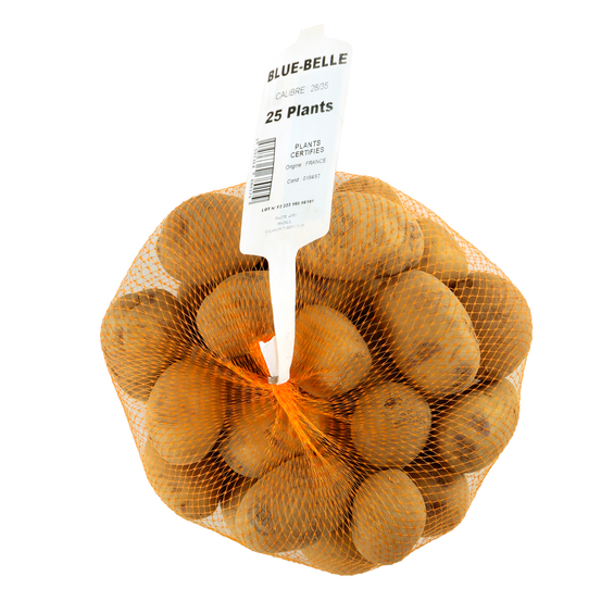 Plants de pommes de terre 'Blue Belle' en filet x25