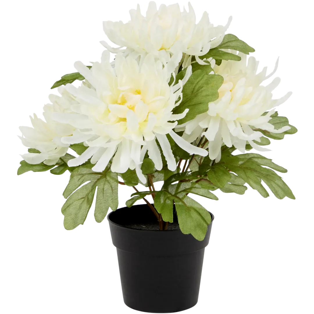 Excellent Flowers chrysant in pot Diverse kleuren