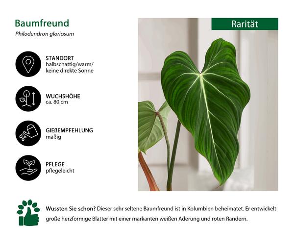 Baumfreund - Philodendron gloriosum