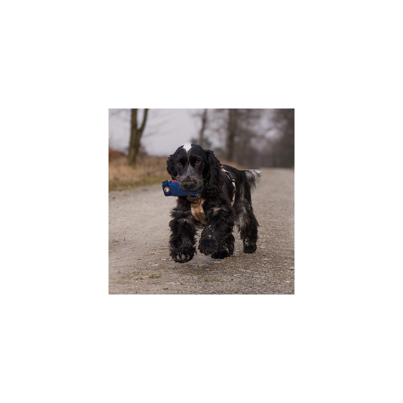 ROMNEYS Dummy Suchen 100g Spar-Set 5+1 gratis blau