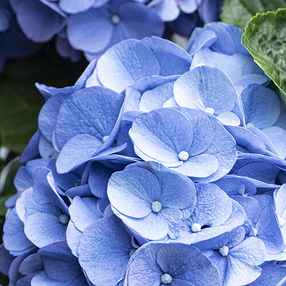 3x hydrangea macrophylla 'early blue' - hortensia - arbuste - rustique – ⌀10.5 cm - ↕20-25 cm