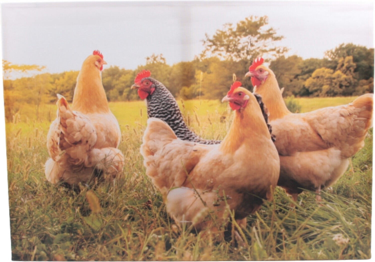 Farmwood Animals tuinschilderij kippen multi 70 x 0,5 x 50 cm