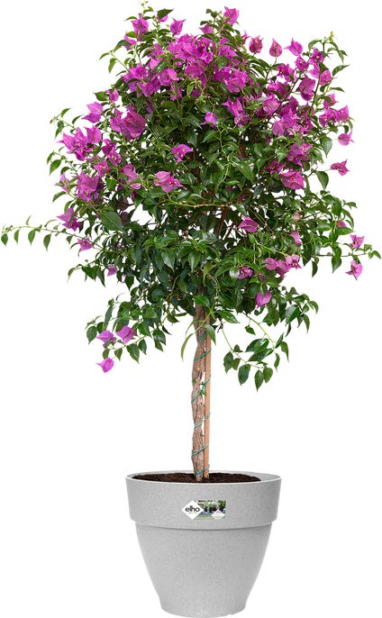 Elho bloempot Vibia Campana grijs D 34,5 H 29,7 cm