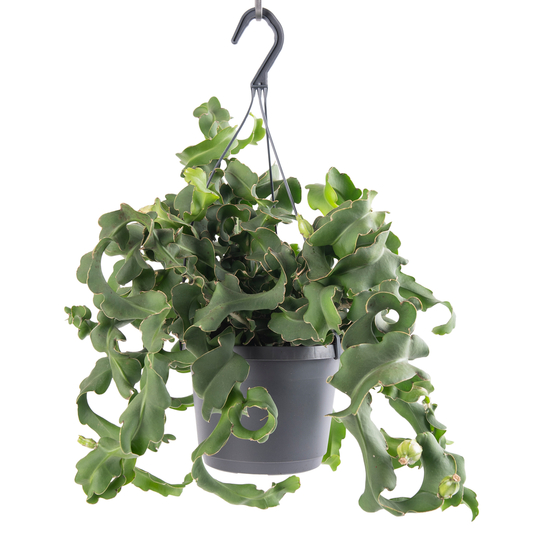 Epiphyllum Guatamalense suspension - pot D17cm