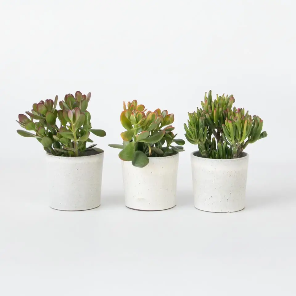 Geldboom - Mix van 3 - Crassula Minor, Hobbit, Sunset - Hoogte 10-25cm - ø12cm