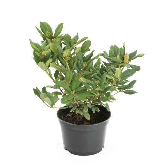 Rhododenrdron x 'lord Roberts' : H 40/50 cm, ctr 7 litres