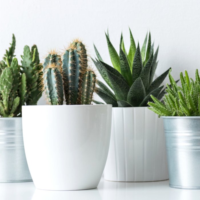 Greetz | Verjaardag | Cactus