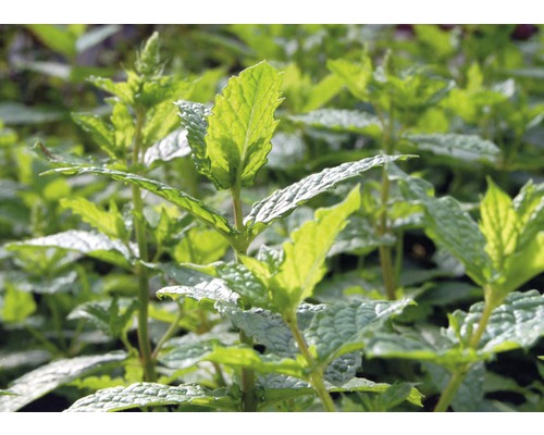 Mojito munt FloraSelf Mentha piperita 'Mojito' Ø 13 cm pot