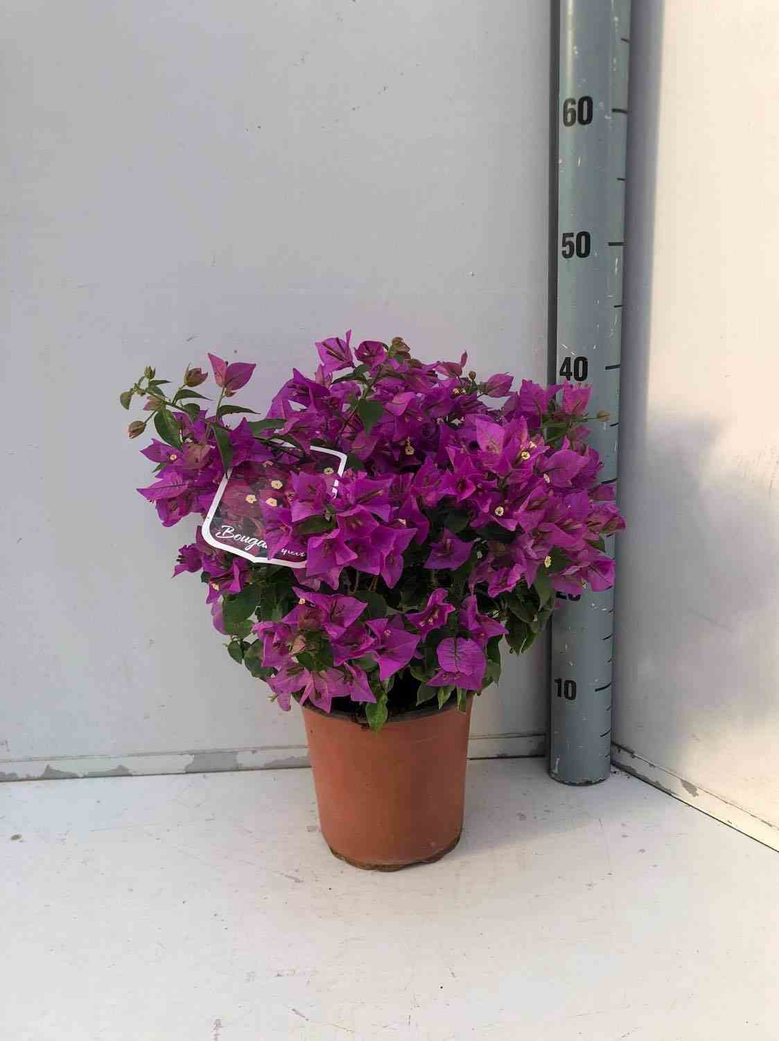 Bougainvillea vera (bougainvillier très florifère) taille pot de 16l - boule -110/130cm