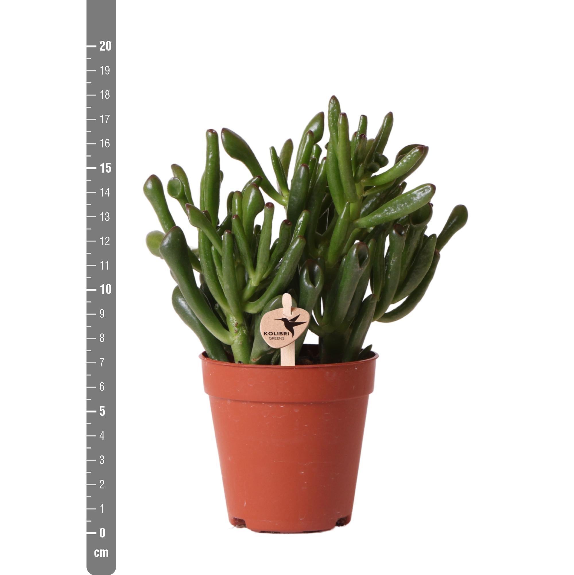 Crassula hobbit h18cm - succulente