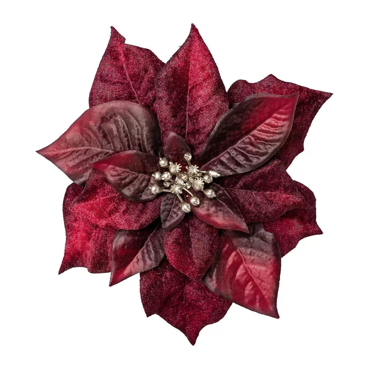 Pointsetienblüte mit Clip Burgi Bordeaux