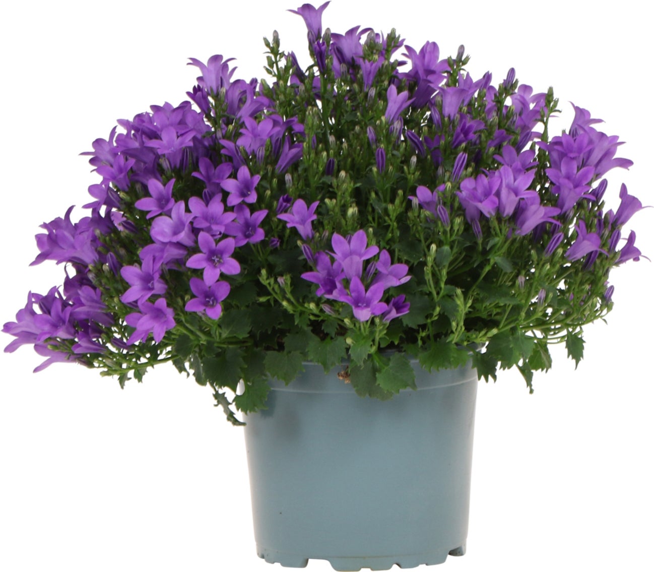 Klokjesbloem (Campanula portenschlagiana 'Ambella Purple') D 12 H 25 cm