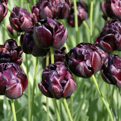 Tulpe 'Black Hero'
