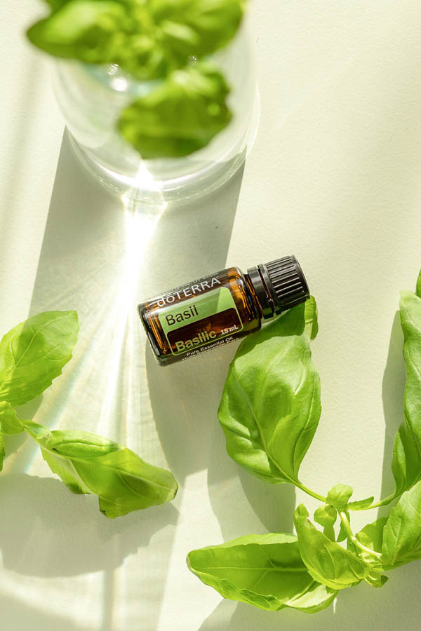 Huile de basilic  Ocimum basilicum
