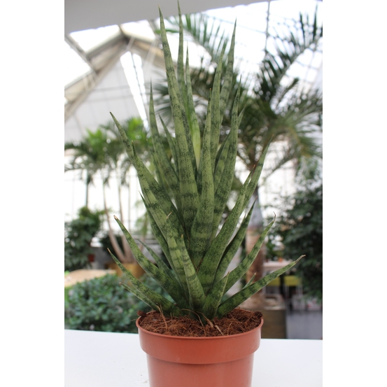 Sanseveria cylindrica Tough Lady - pot D12cm