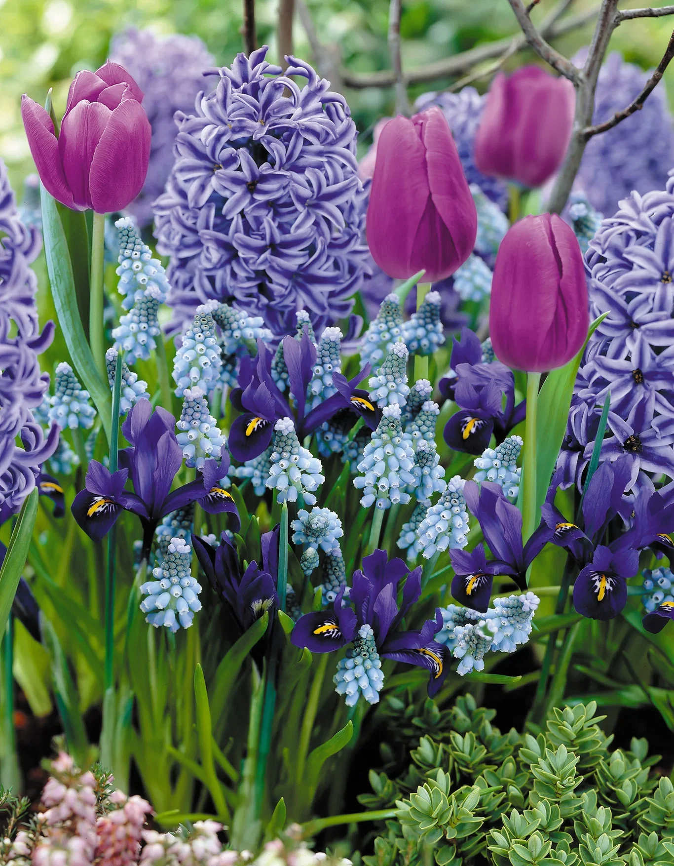 Plantagen Blomsterløk miks 'Blue Blend'