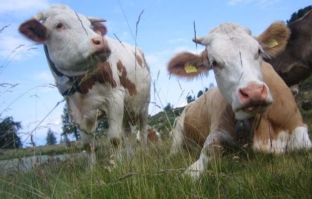 Ferien auf dem Bauernhof in Albosaggia als Geschenkidee
